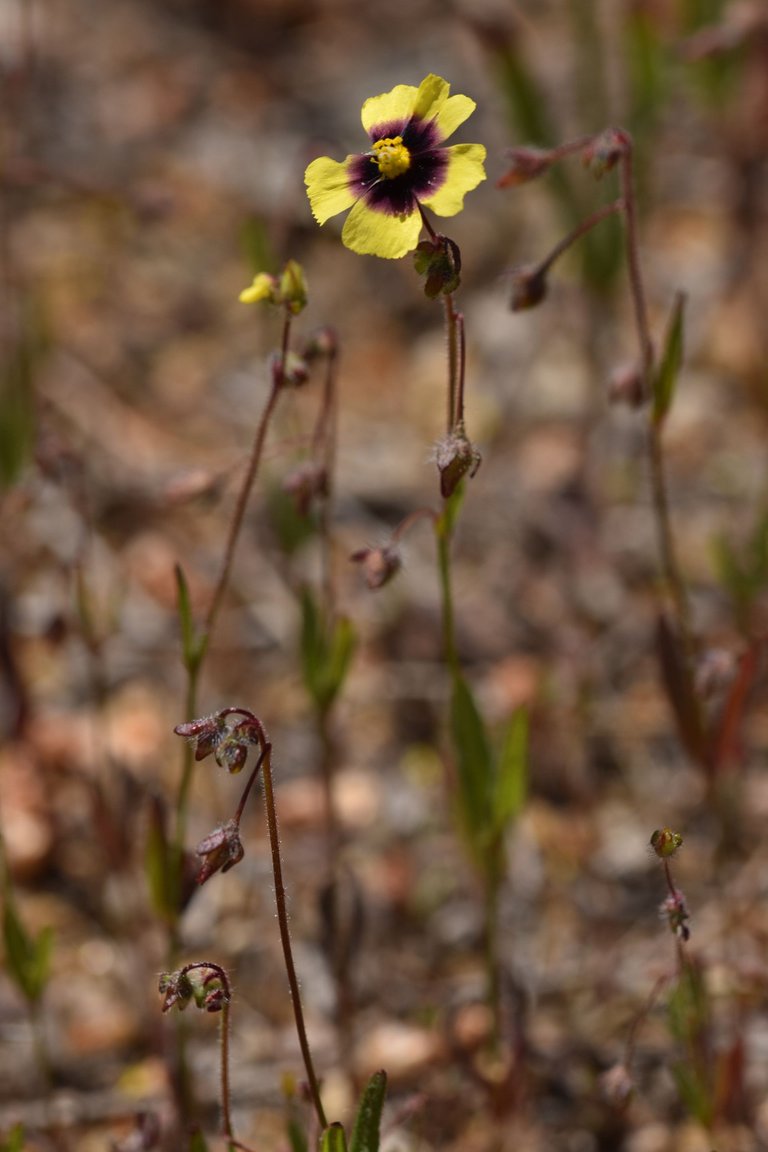 Tuberaria guttata yellow wildflower 5.jpg