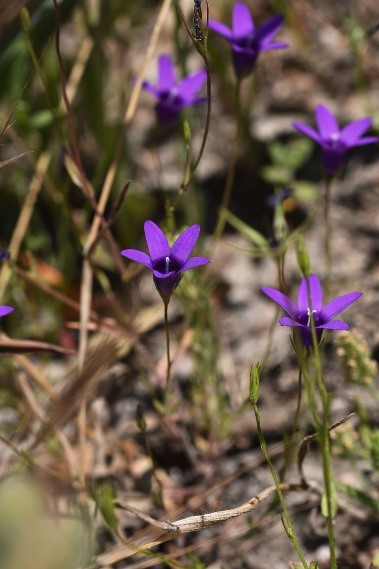 Campanula lusitanica blue flower 2.jpg