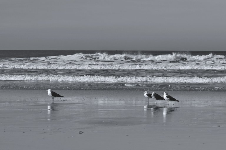 surfers beach bw 7.jpg