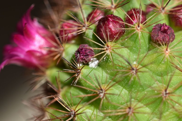 Mammillaria Backebergiana 2025 3.jpg