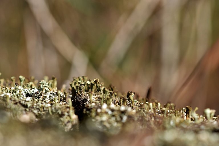 lichen pixie cup cladonia 6.jpg