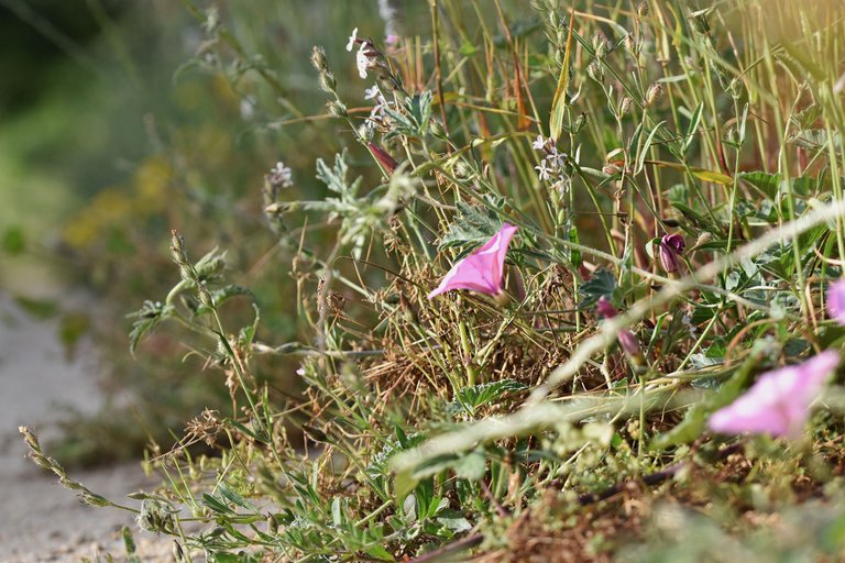 Convolvulus althaeoides pink 2.jpg