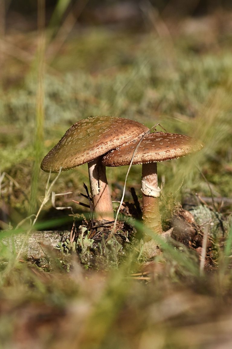 mushrooms forest pl 5.jpg