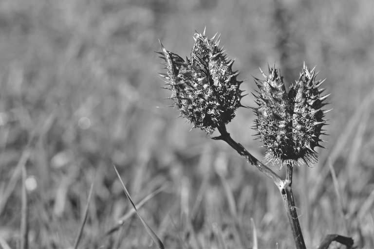 Datura stramonium drystuff bw 2.jpg