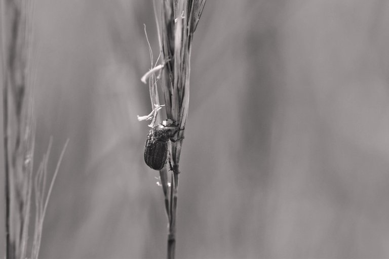 beetle grass bw 4.jpg