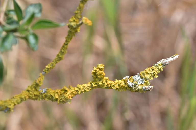 Chilli bush lichen 3.jpg