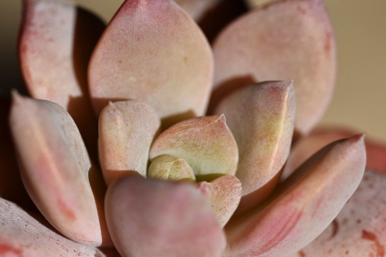 Echeveria split rosette 11.jpg