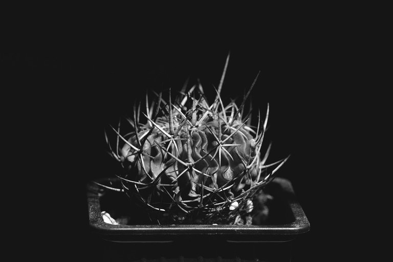 Stenocactus Echinofossulocactus 2022 bw 1.jpg