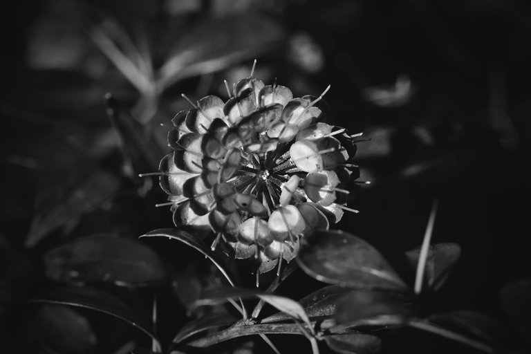 candytuft seed pod bw 4.jpg