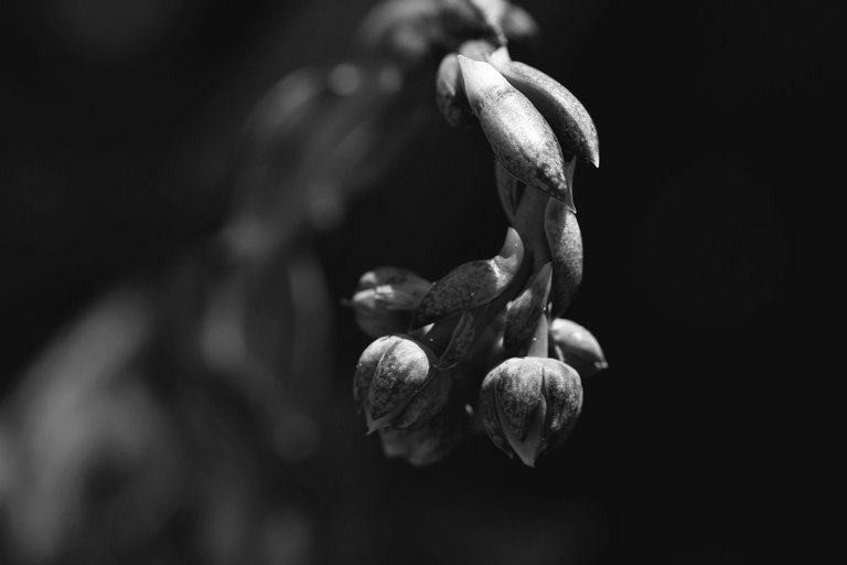 Rcheveria flower buds bw.jpg