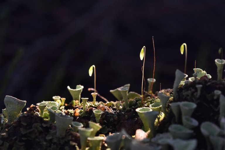 Cladonia lichens moss macro 3.jpg