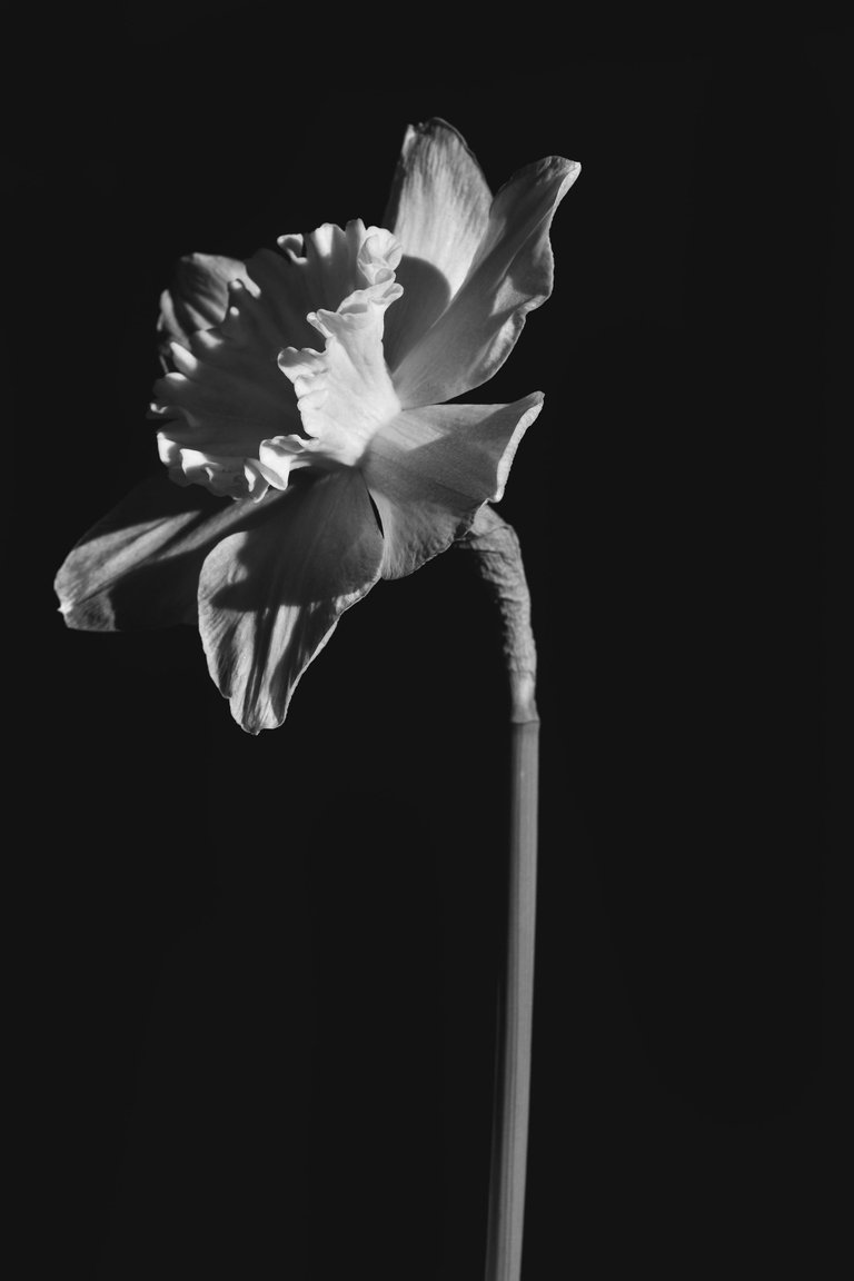 daffodil flower bw 3.jpg