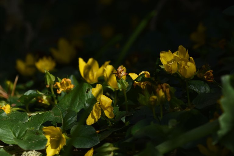 Lysimachia nummularia yellow flowers 7.jpg