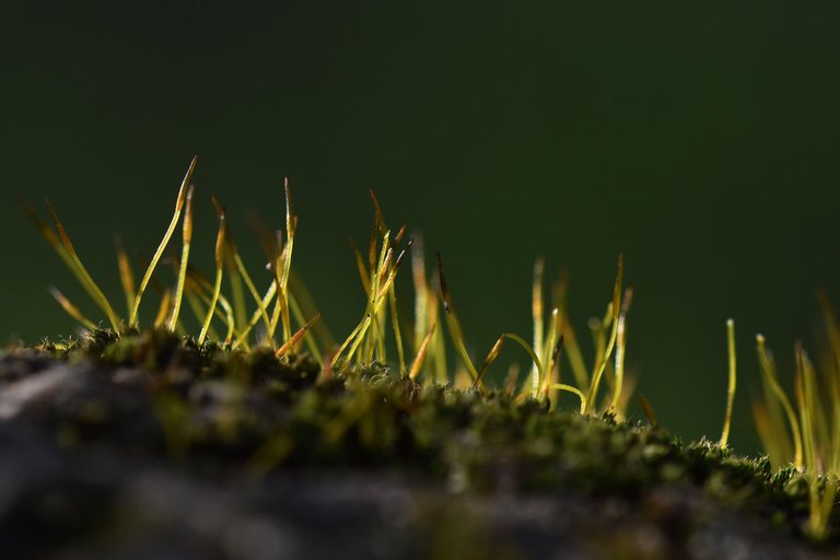 moss olive tree 2.jpg