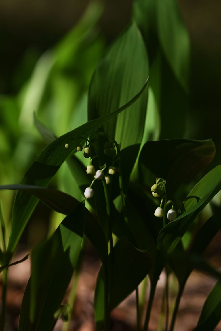Lily of the valley 3.jpg