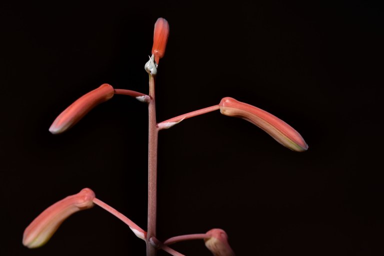 Aloe Aristata flowers 2021 2.jpg