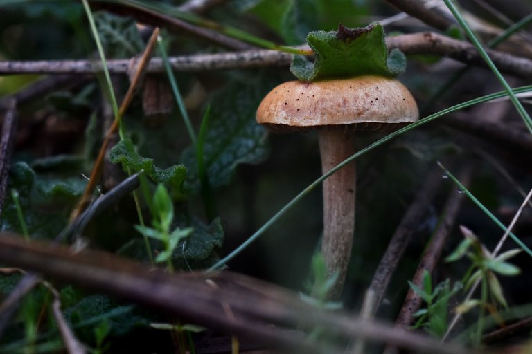 mushroom leaf.jpg