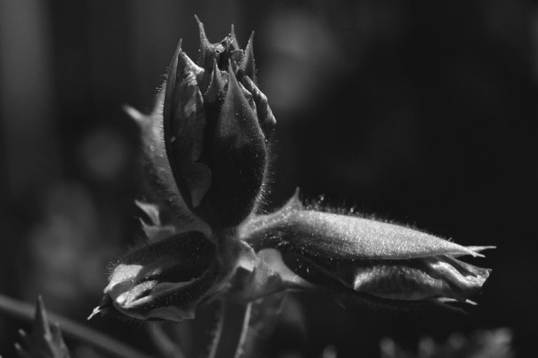 Pelargonia buds bw.jpg