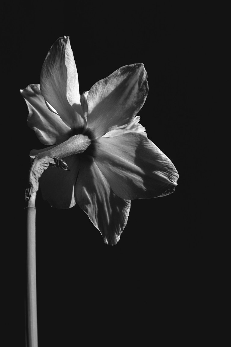 daffodil flower bw 1.jpg