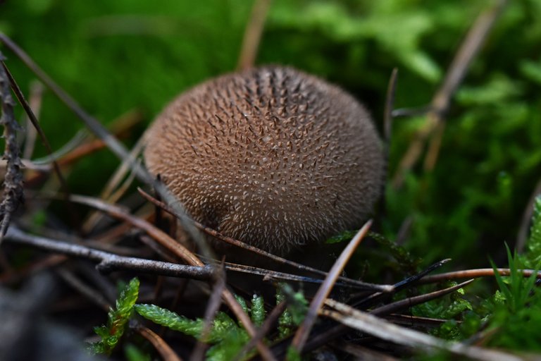 puffball mushroom pl 3.jpg