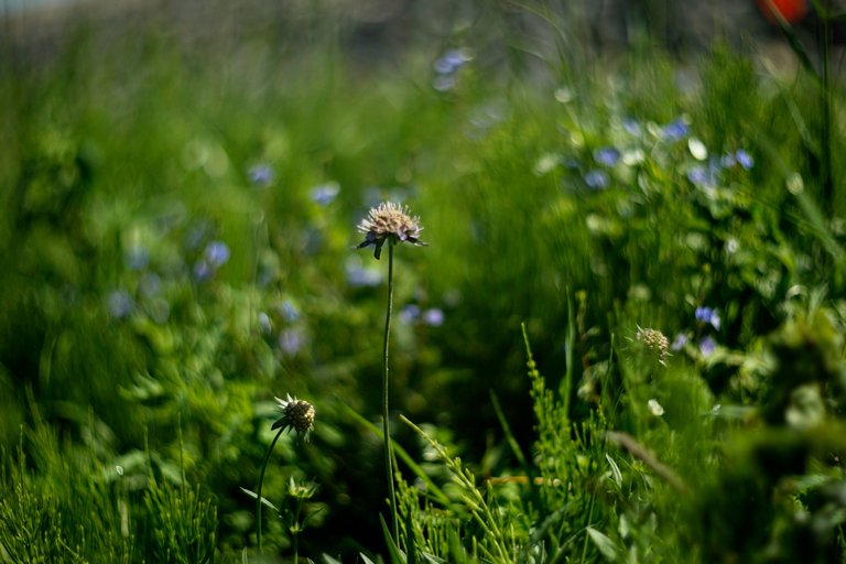 wildflower helios bokeh 5.jpg