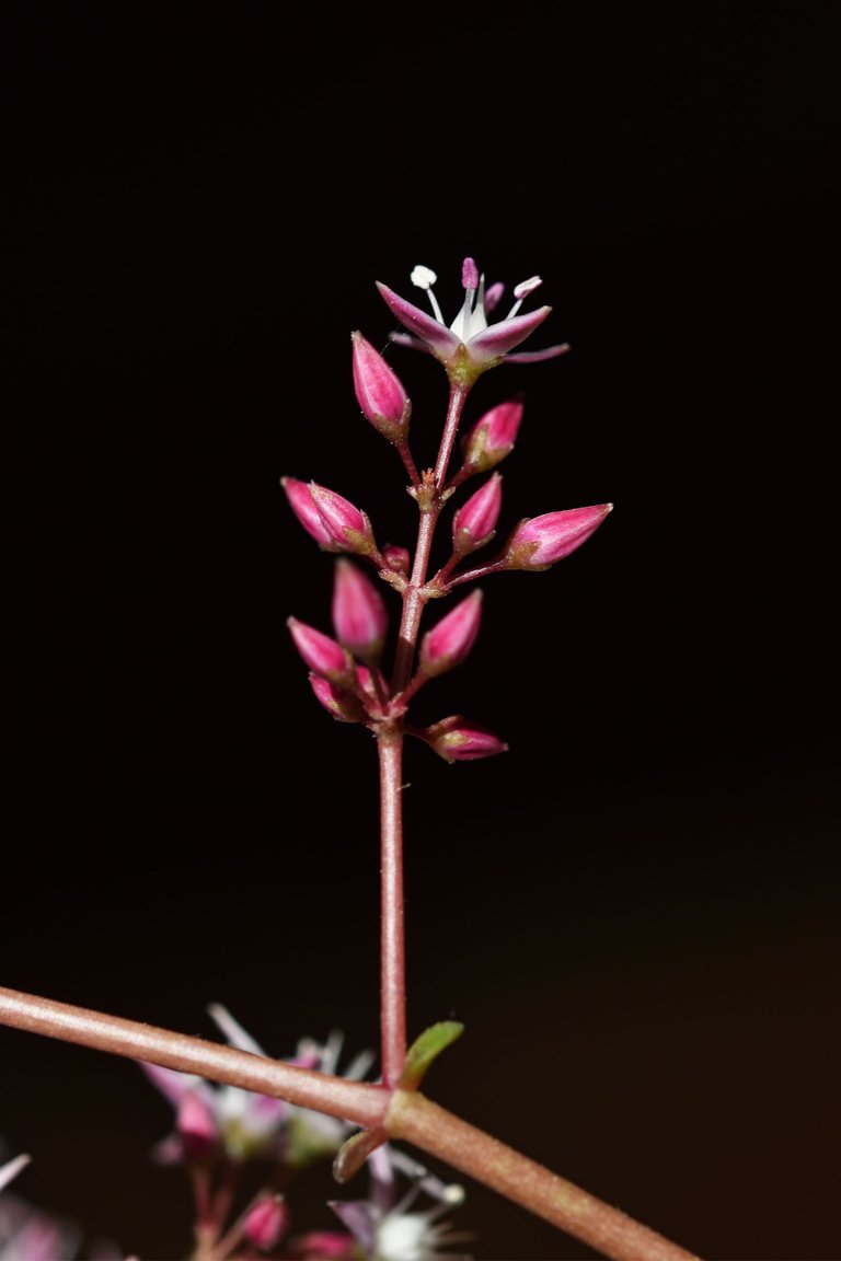 Crassula multicava blooming 2023 12.jpg