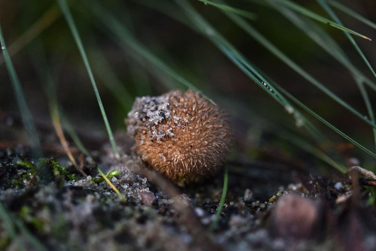 puffball mushroom pl 6.jpg