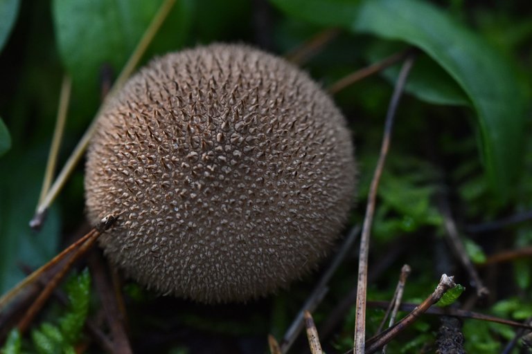 puffball mushroom pl 1.jpg