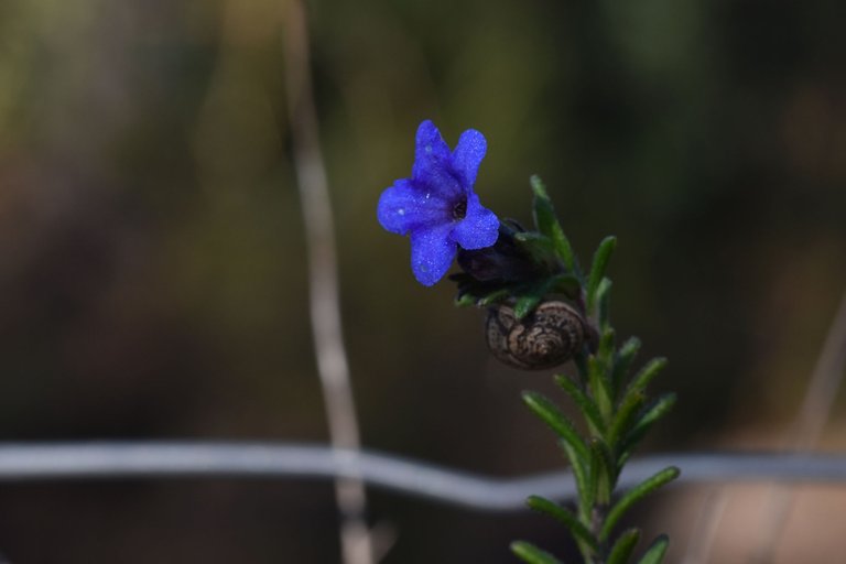 Lithodora prostrata blue wildflower snail.jpg