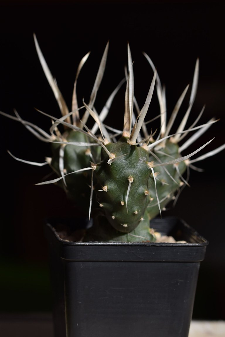 tephrocactus articulatus papyracanthus 2024 2.jpg