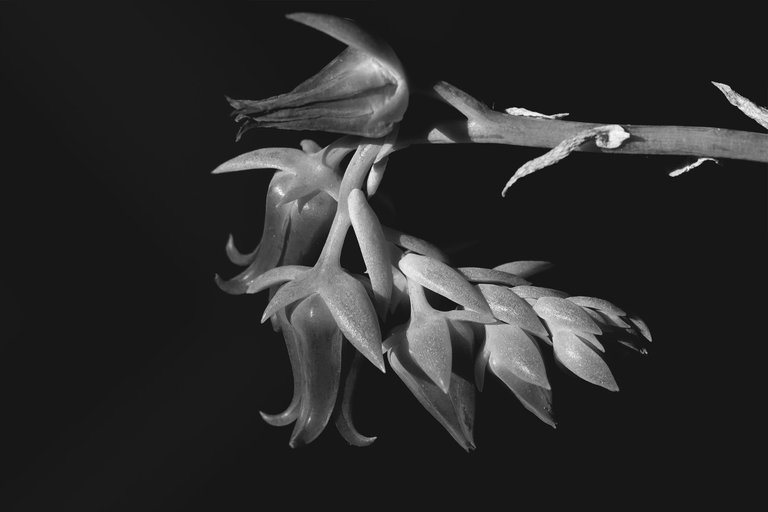 echeveria yellow flower bw 5.jpg