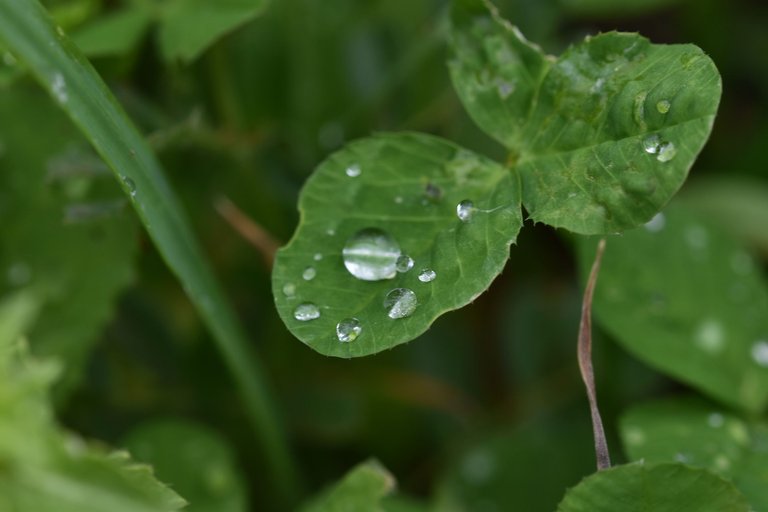 clover leaf raindrops 2.jpg