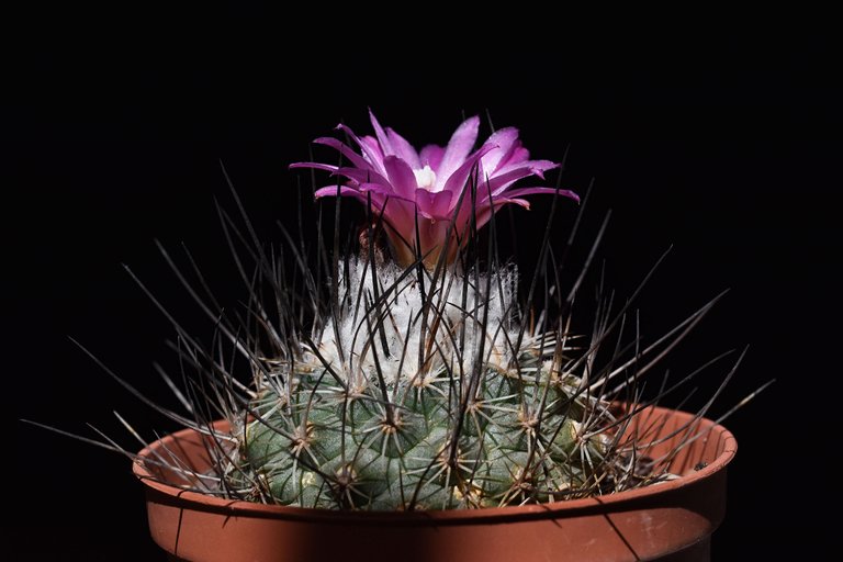 turbinicarpus viereckii 2024 5.jpg