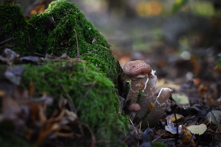 mushrooms moss log 1.jpg