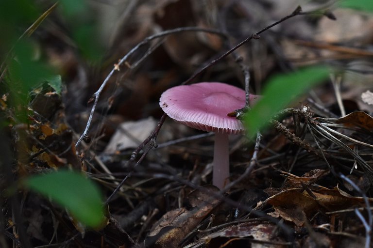 purple mushrooms pl 3.jpg