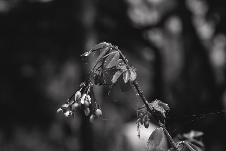 Begonia flowers bw 3.jpg