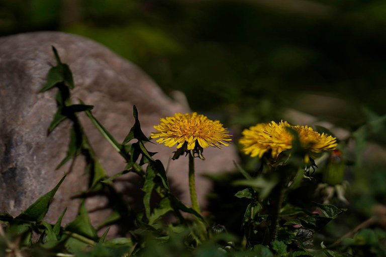 dandelion samyang 6.jpg