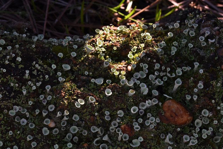 Cladonia lichens moss macro 1.jpg