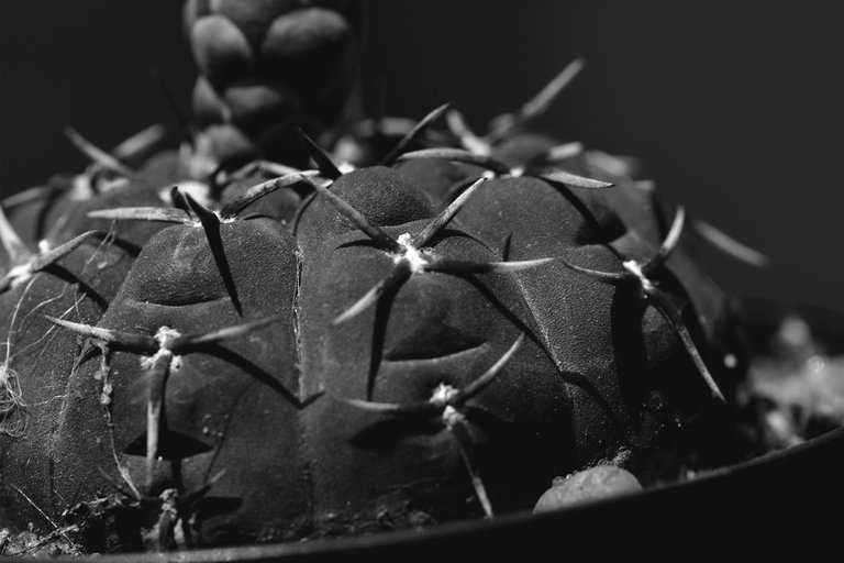 Gymnocalycium platygonum bw 3.jpg