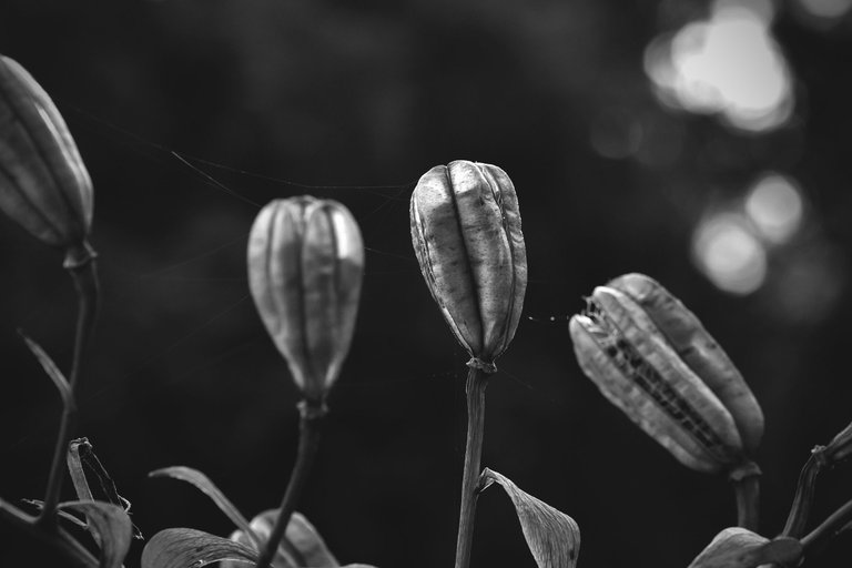 Lily pod bw 8.jpg