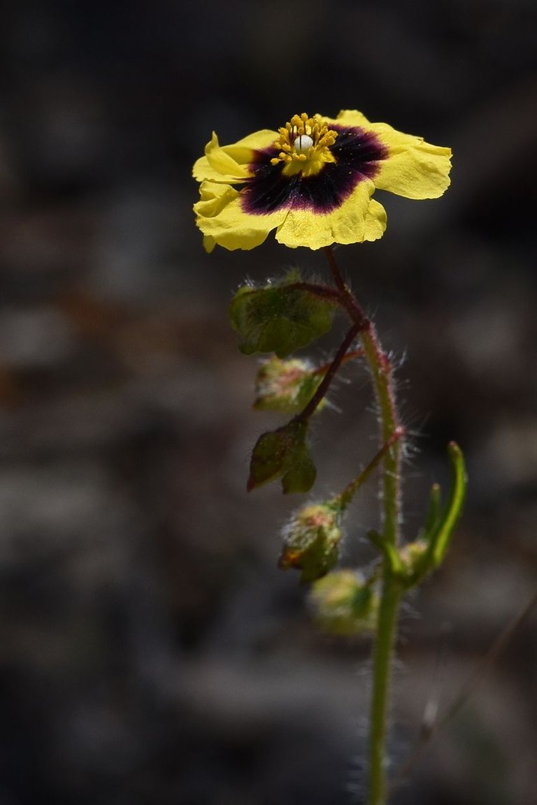 Tuberaria guttata yellow wildflower 6.jpg