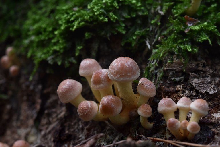 Sulphur Tuft small mushrooms pl 10.jpg