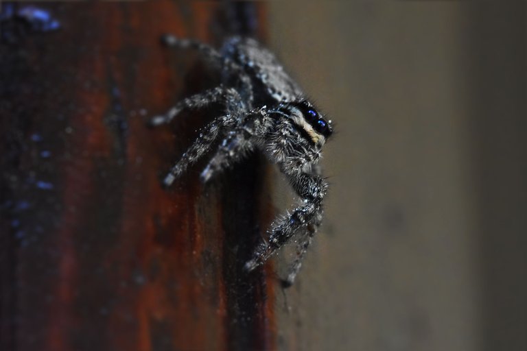 Jumping spider pl 9.jpg