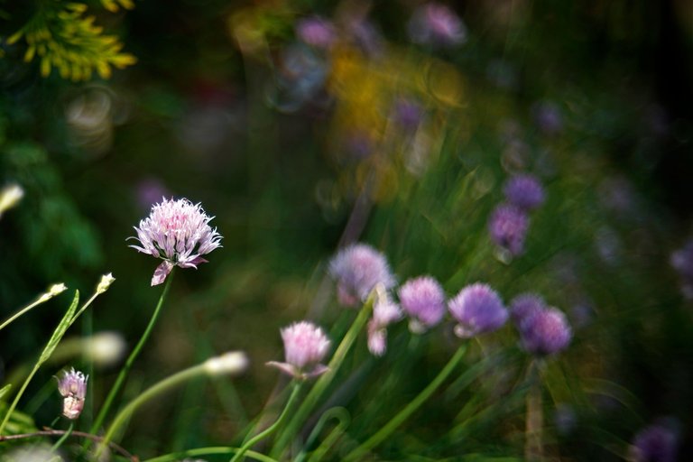 scallions flower bokeh biotar.jpg