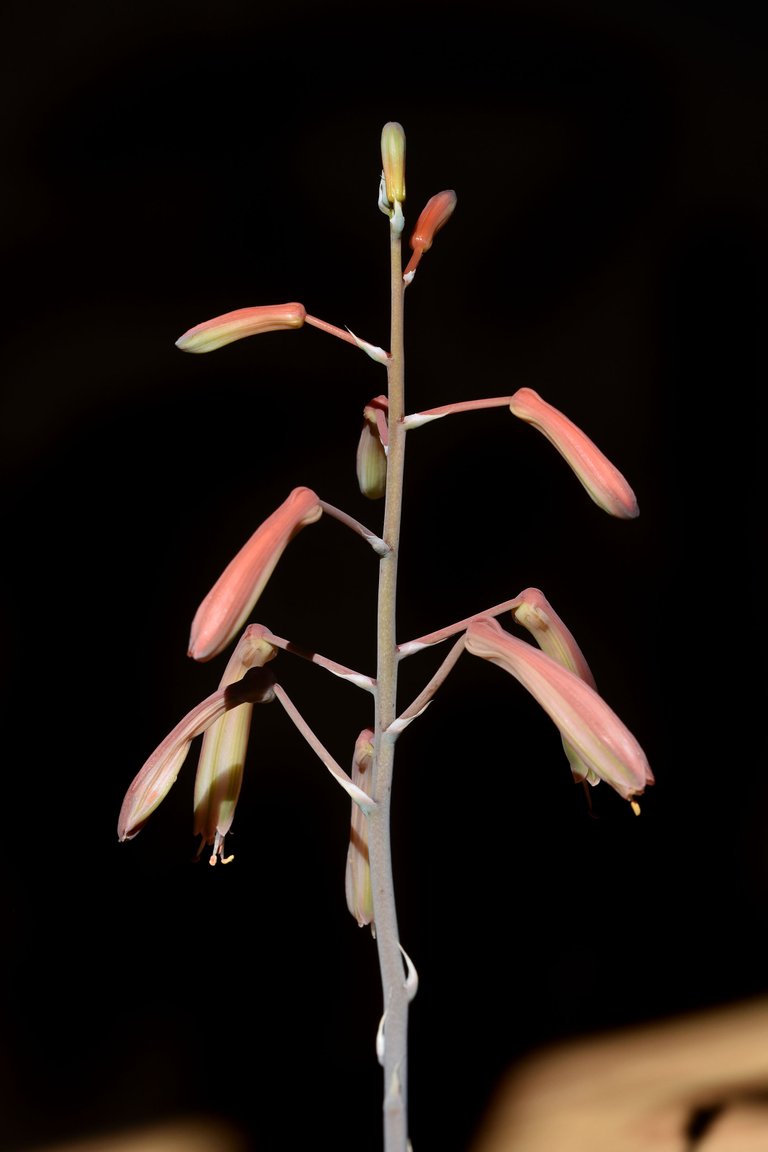Aloe Aristata flowers 2021 4.jpg