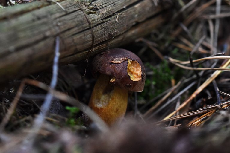mushrooms forest pl 1.jpg