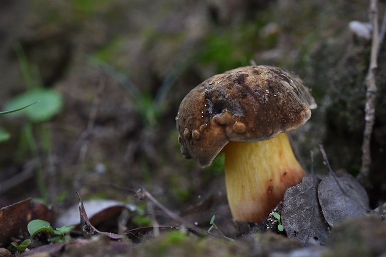 mushrooms autumn pt 11.jpg