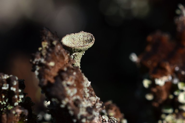 Lichen Cladonia pyxidata old stump 1.jpg