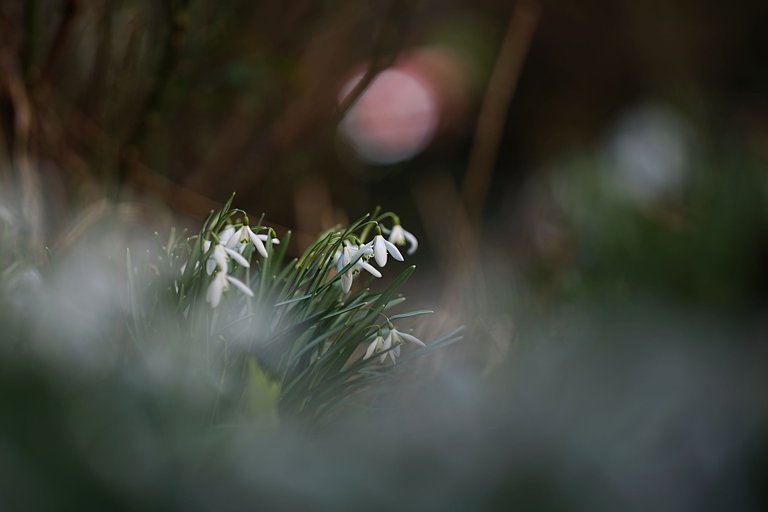 Snowdrops Samyang 2.jpg