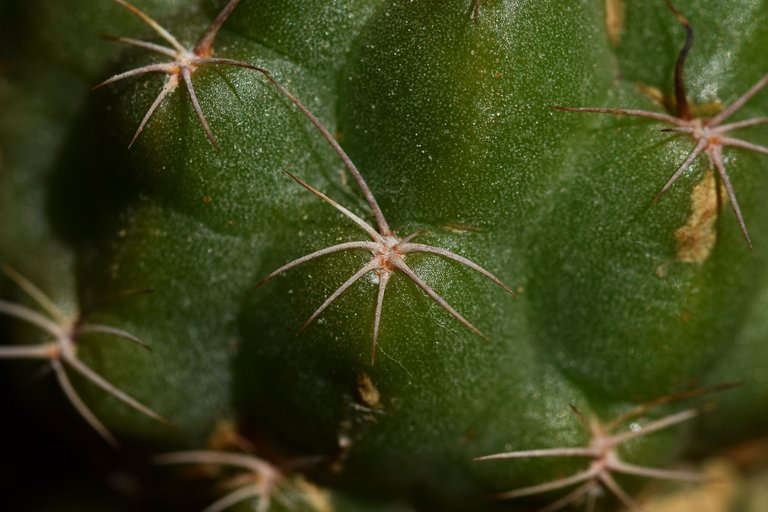 Lobivia Wrightiana flowers 2022 13.jpg